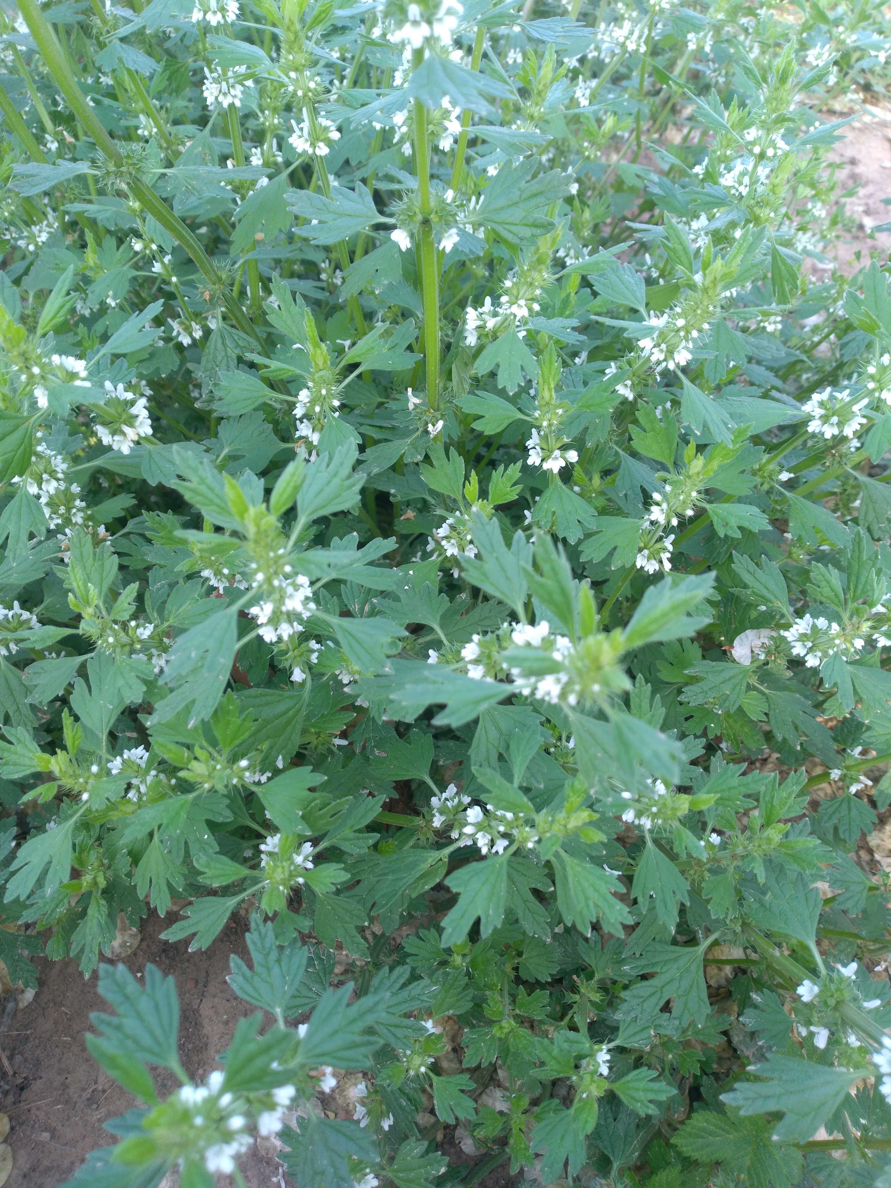 石麻婆子草图片