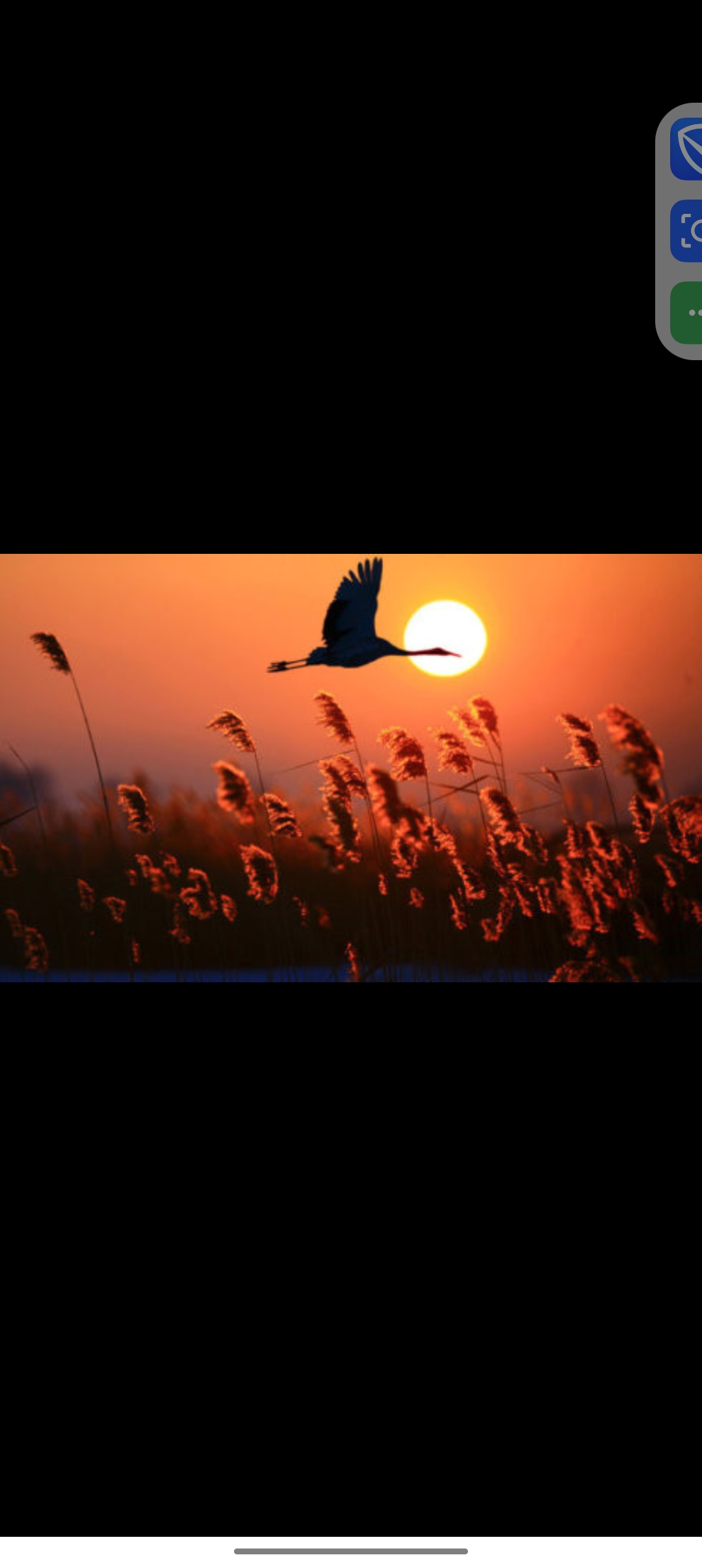 孤独的雁 如我  雁可飞 我却走也走不了