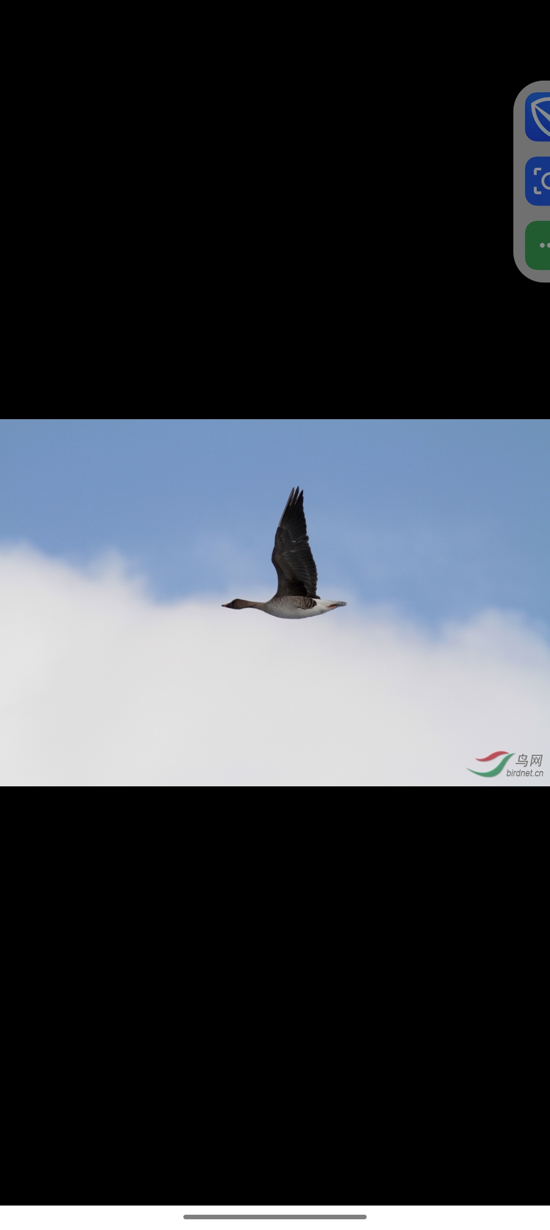 孤独的雁 如我  雁可飞 我却走也走不了