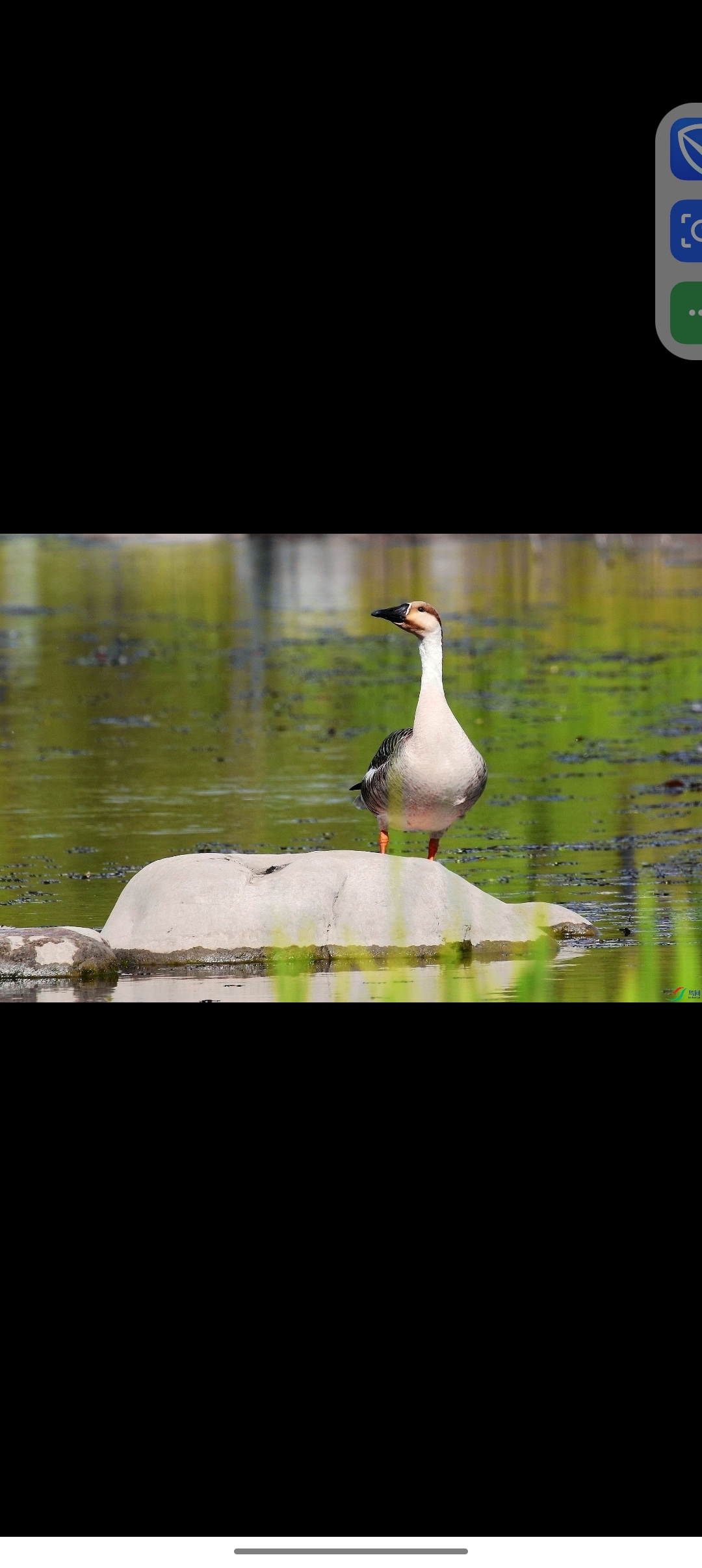 孤独的雁 如我  雁可飞 我却走也走不了