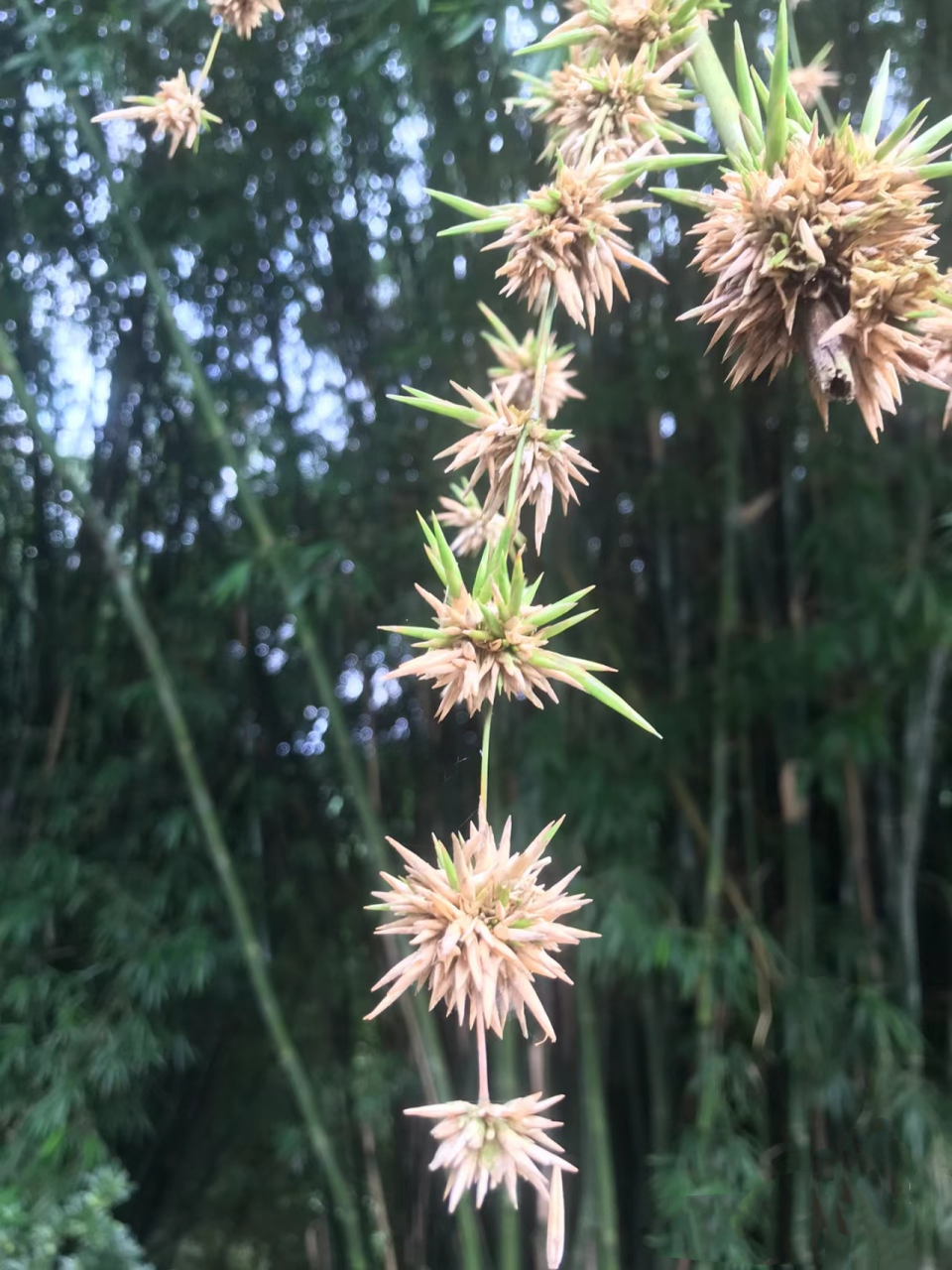 竹子开花意味着什么?