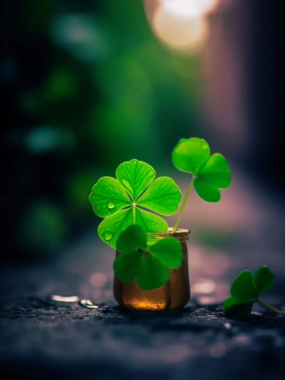 幸运四叶草,好运连连来