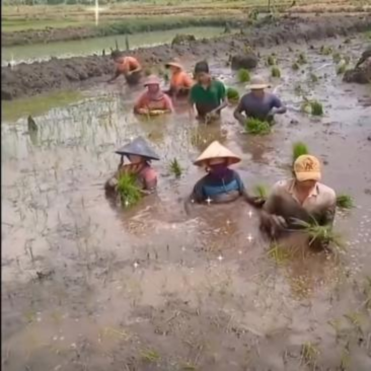 这么深的秧田,为什么不选择抛秧呢?