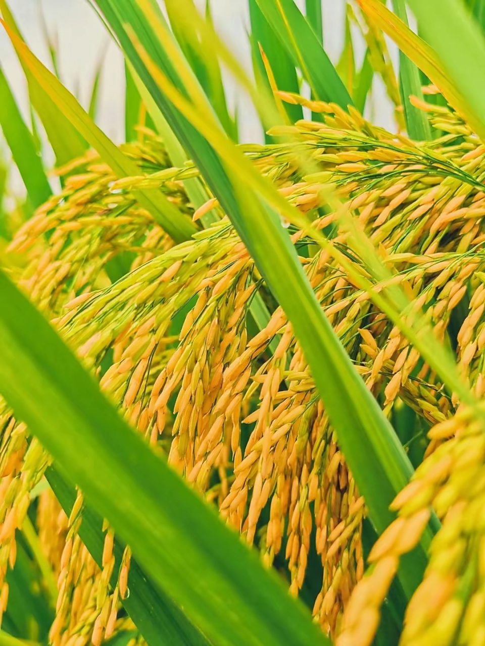 谷子熟了,稻田里一片金黄