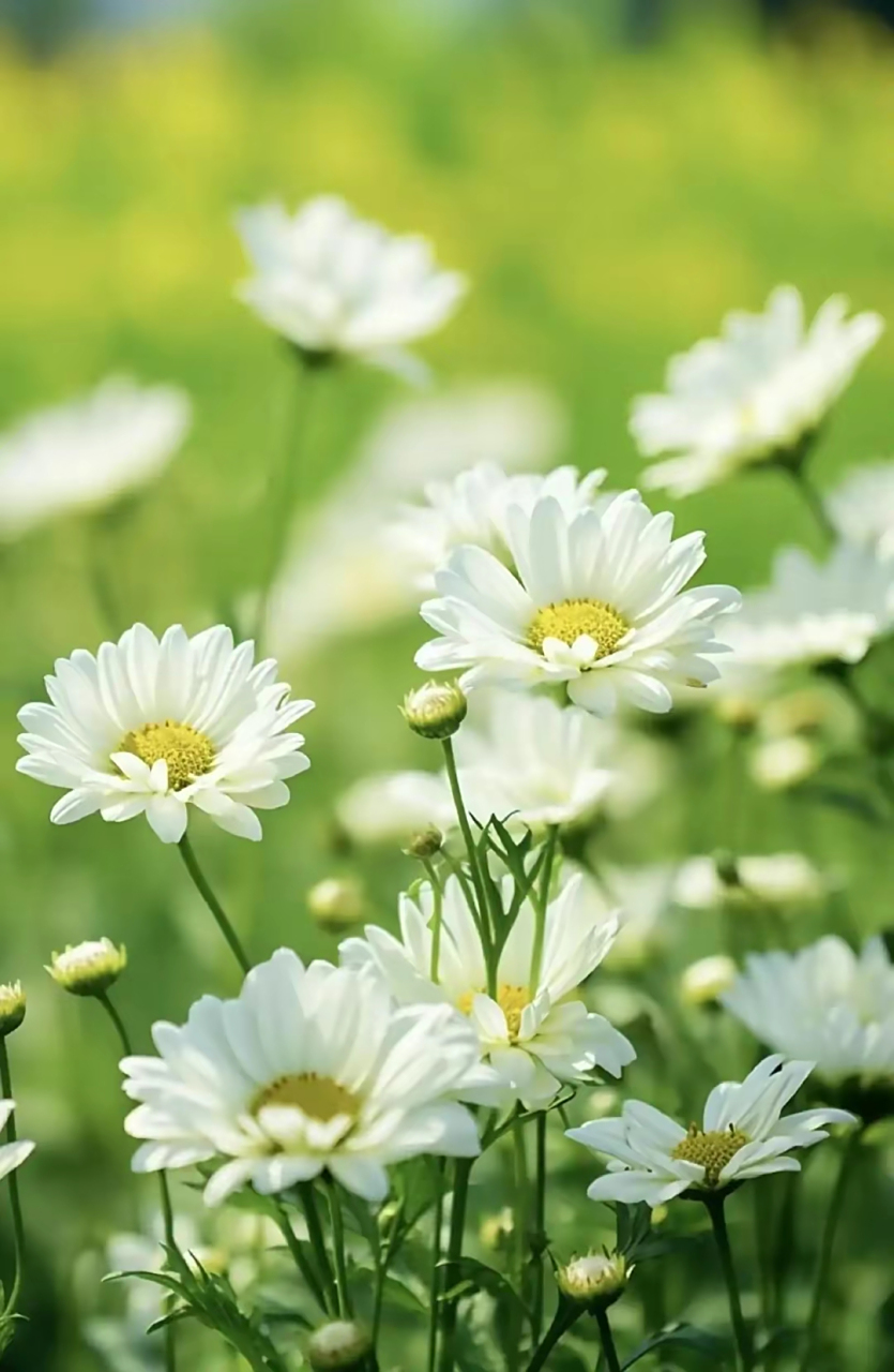 清新脱俗的菊花,淡雅而高贵