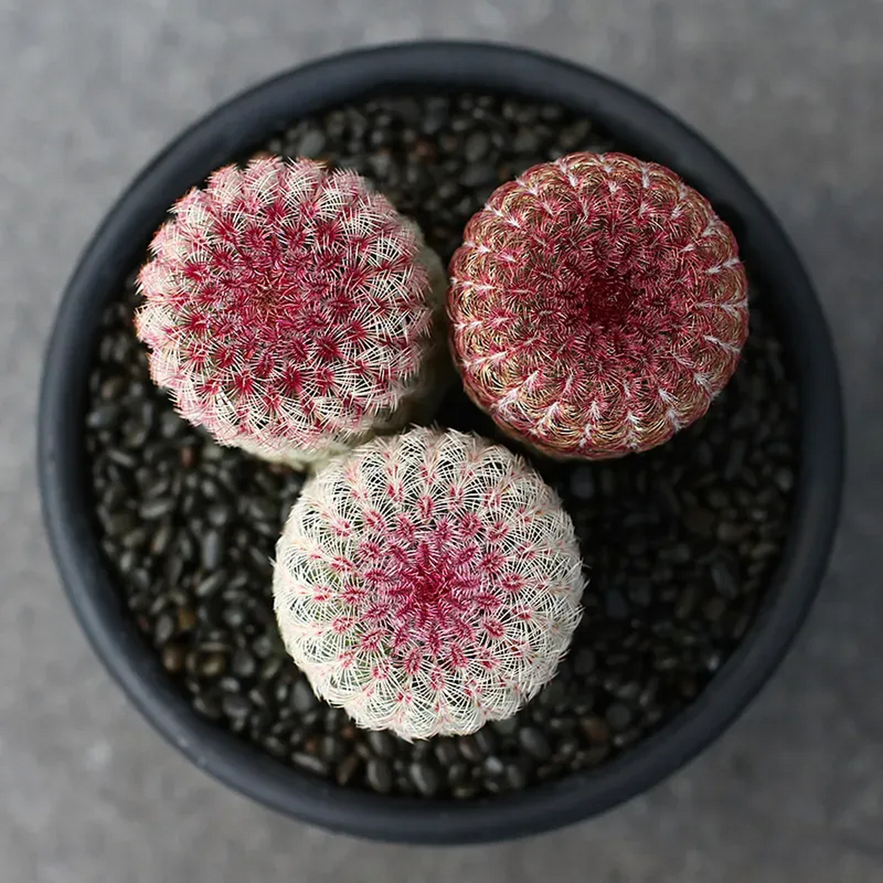 色彩斑斓的多肉球