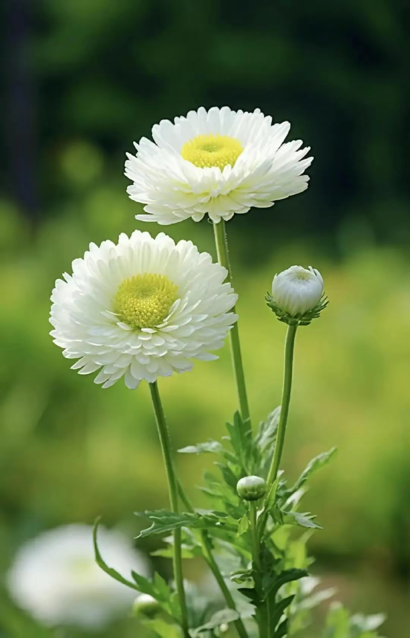清新脱俗的菊花,淡雅而高贵