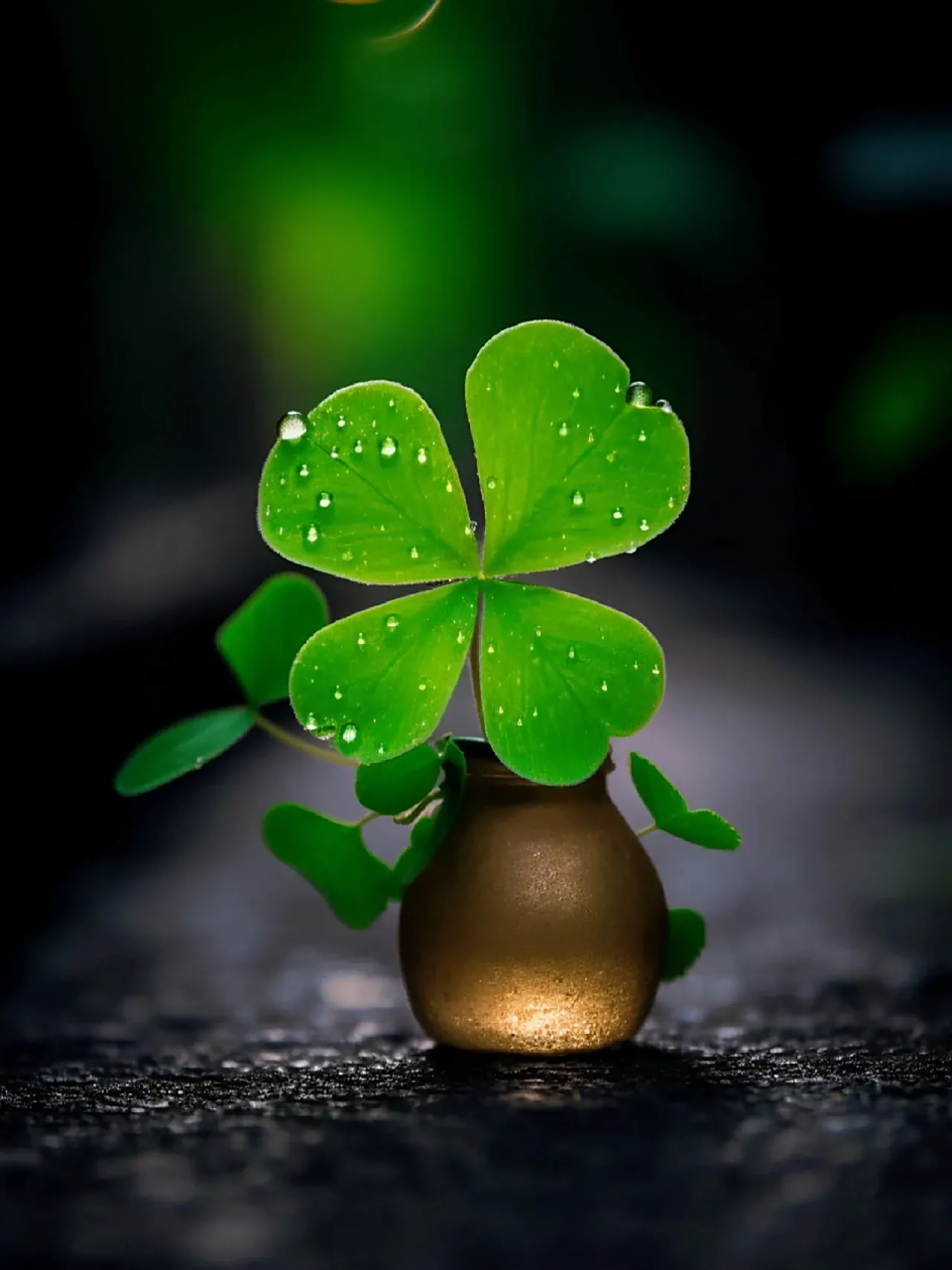 幸运四叶草,好运连连来