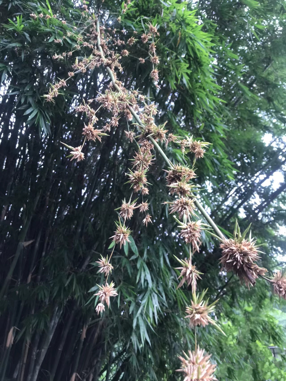 竹子开花意味着什么?