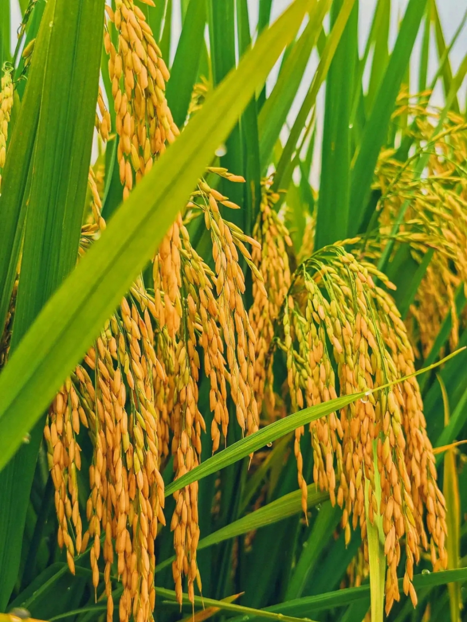 谷子熟了,稻田里一片金黄