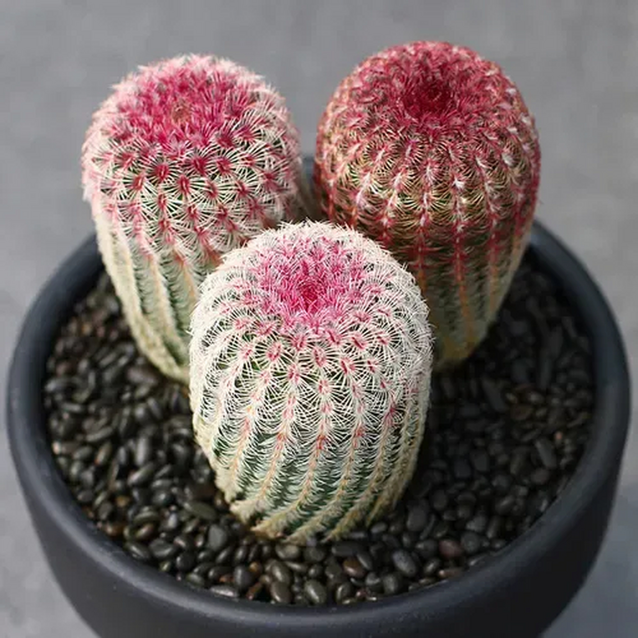 色彩斑斓的多肉球