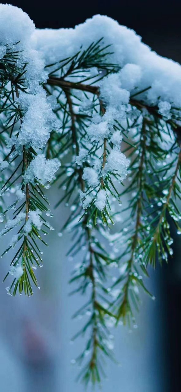 大雪压青松 青松挺且直@梦工场