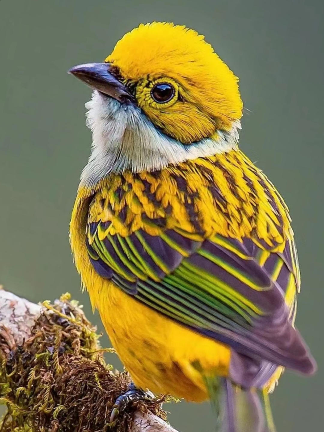 分享一组五彩缤纷的鸟#精美图片分享# #日常话题讨论# #2月图文动态