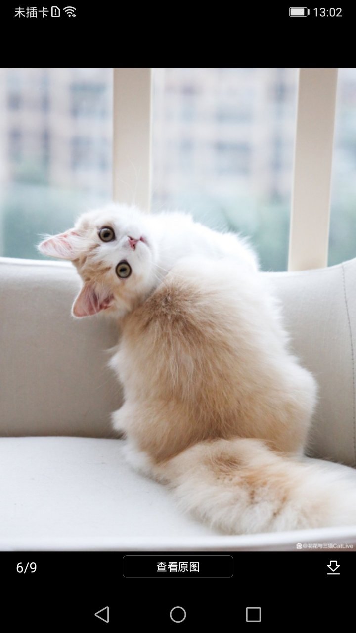 这是花花与三猫catlive家的年糕,好可爱