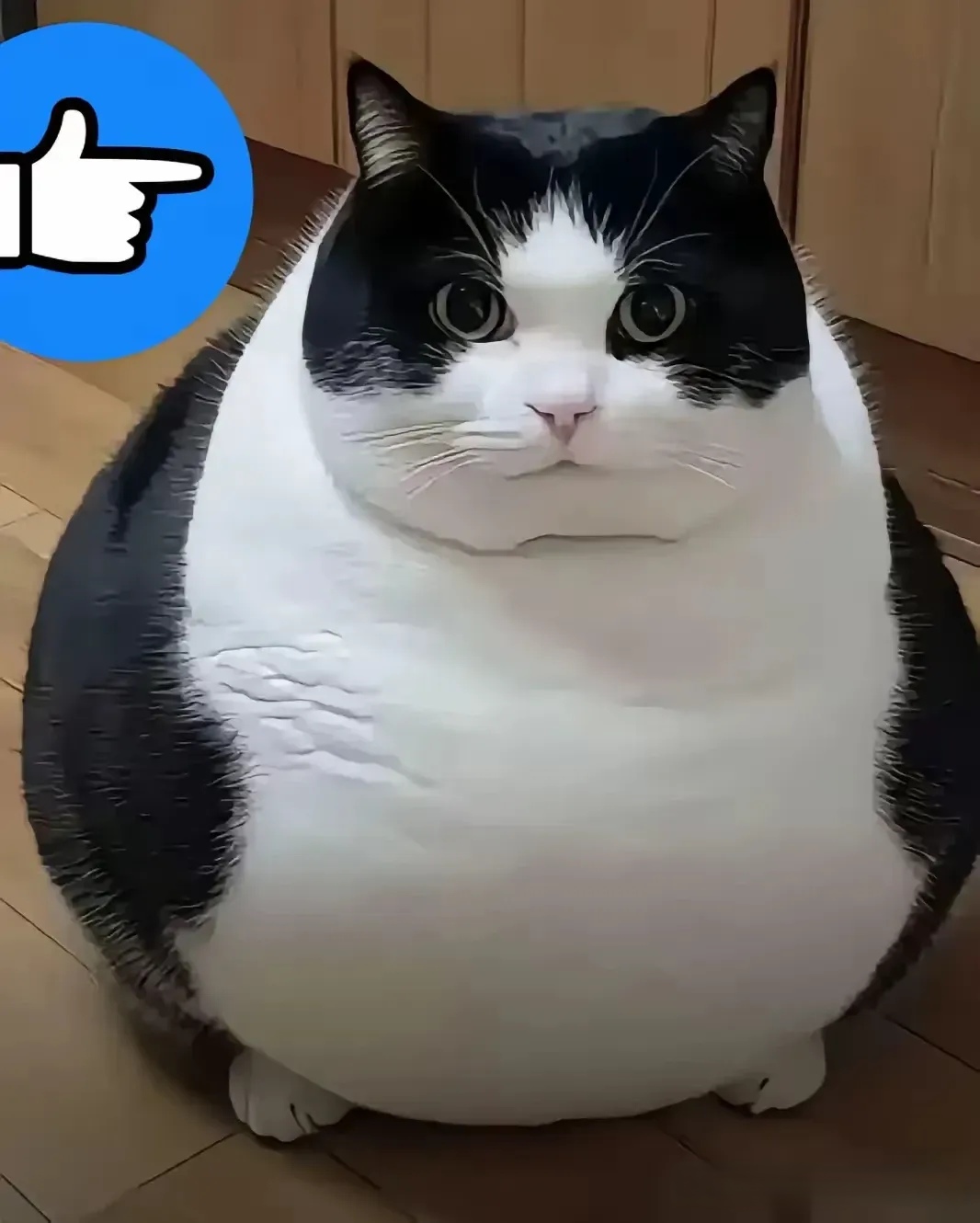 这猫也胖得太夸张了吧!我都怀疑是不是主人p图了,看着完全不像真的