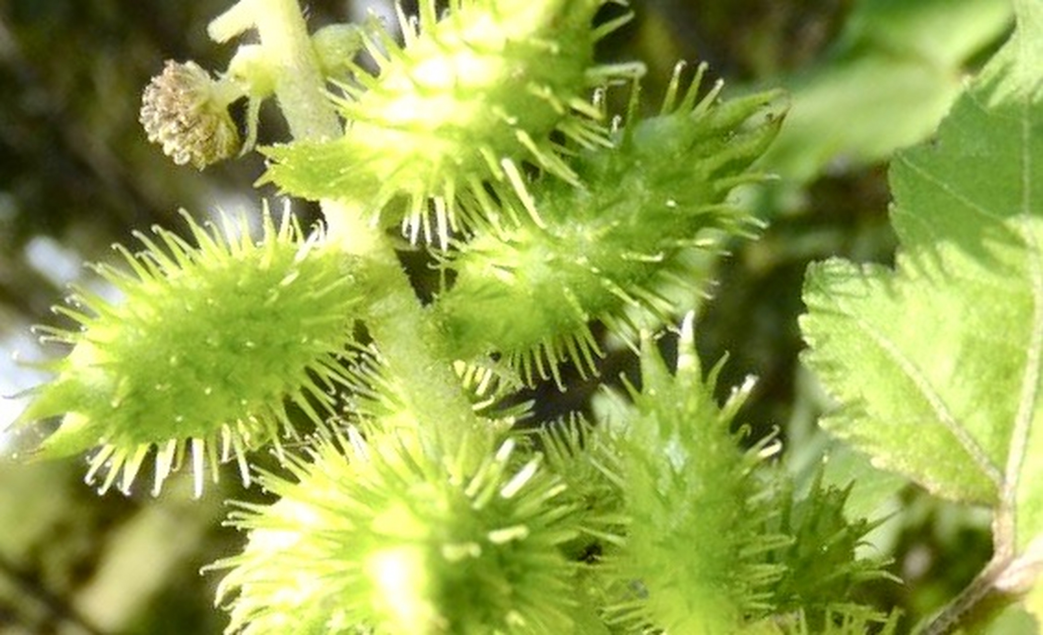 , 用它炮制成药水或药膏涂鼻子治疗急慢性鼻炎