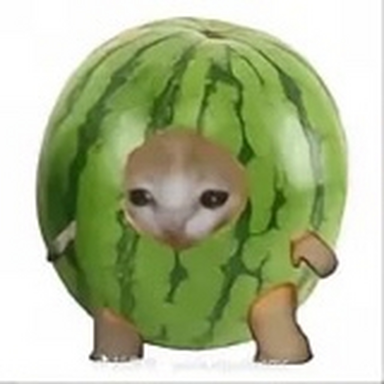 趣图搞笑# 香蕉猫和他的朋友们!