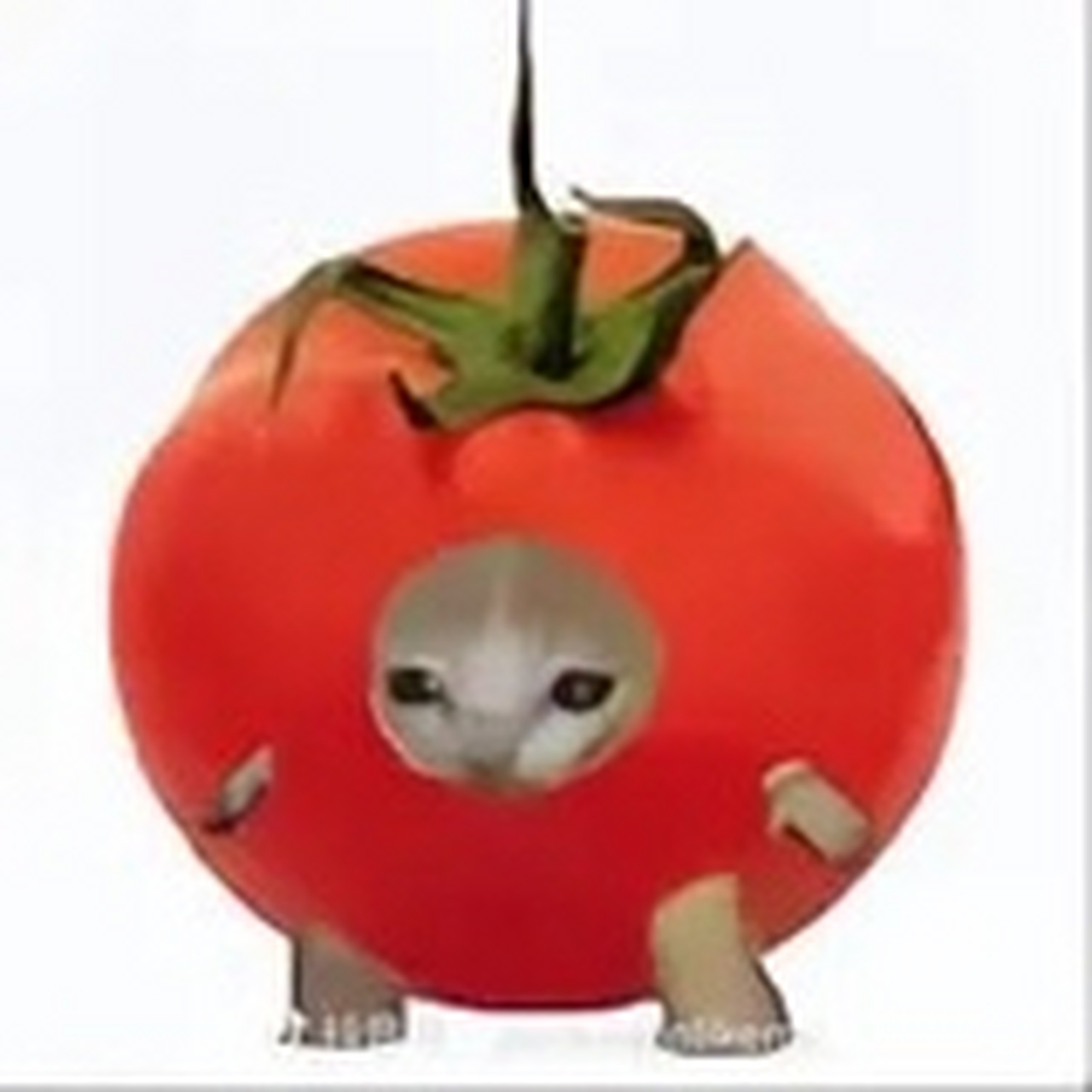 趣图搞笑# 香蕉猫和他的朋友们!