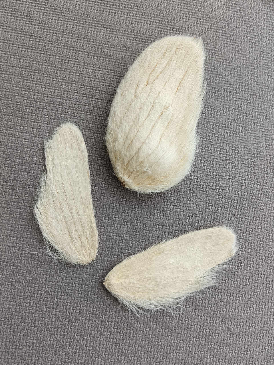 芒果核挂饰 装饰帆布包不错[欧耶]