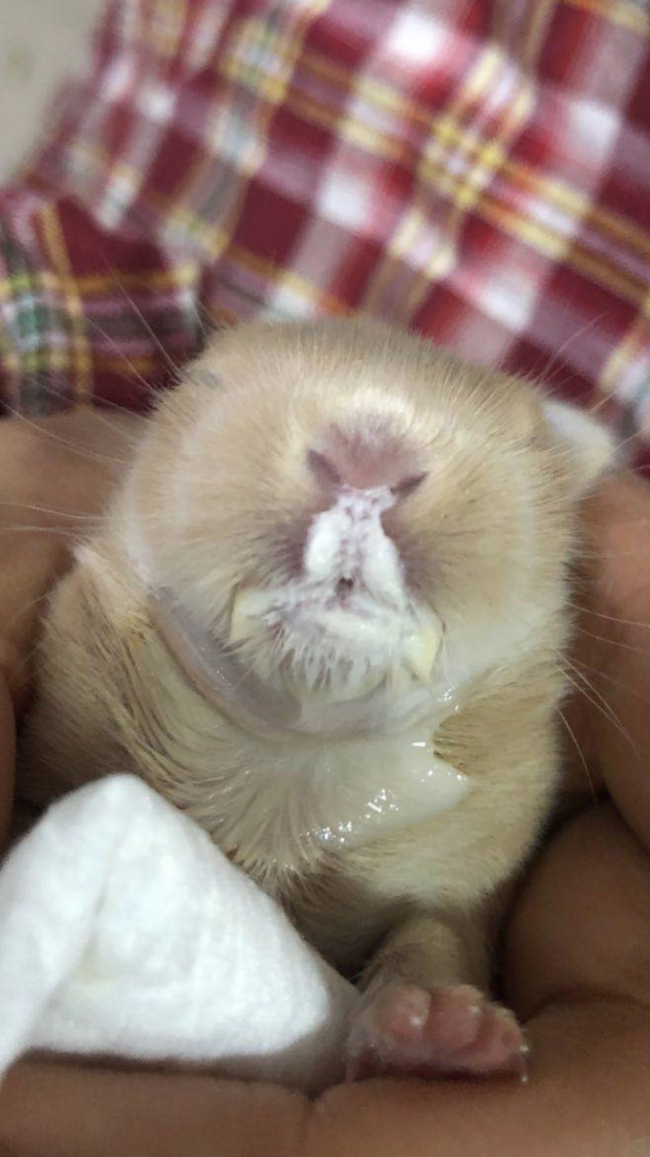 三瓣嘴的真的是难喂养[左捂脸]