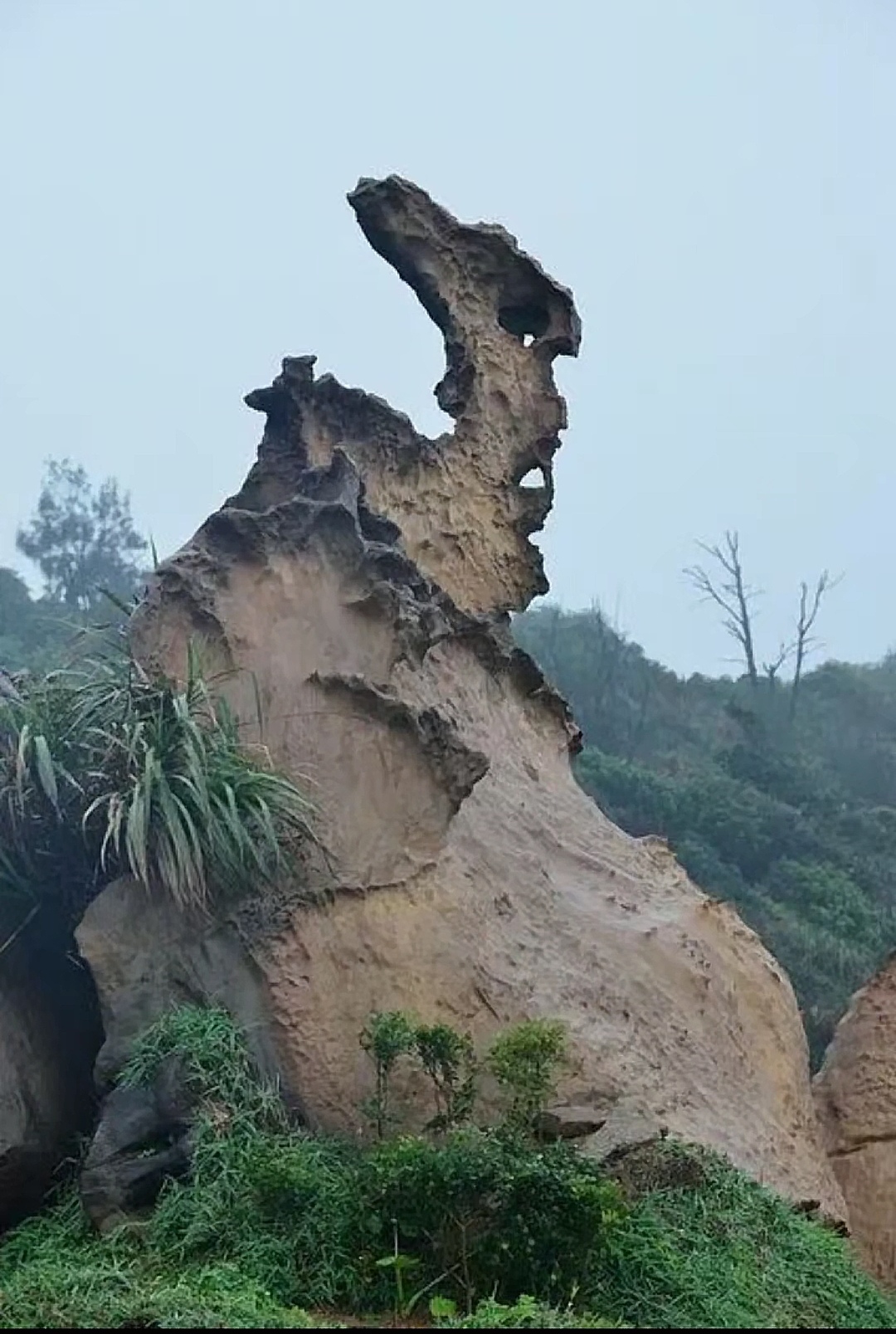 在一处隐秘的角落,我偶然发现了一块奇特的石头