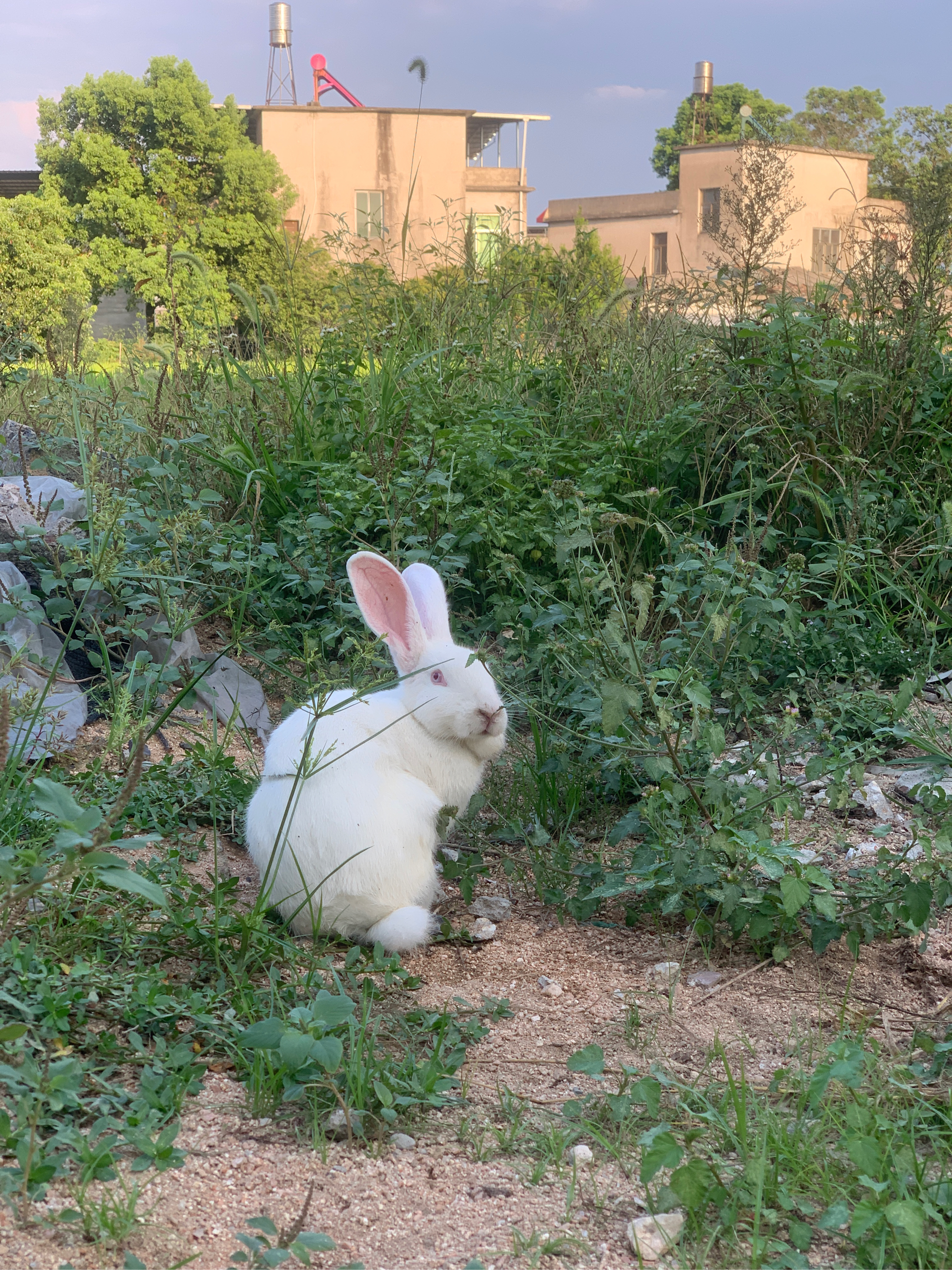 小白兔住在哪里图片