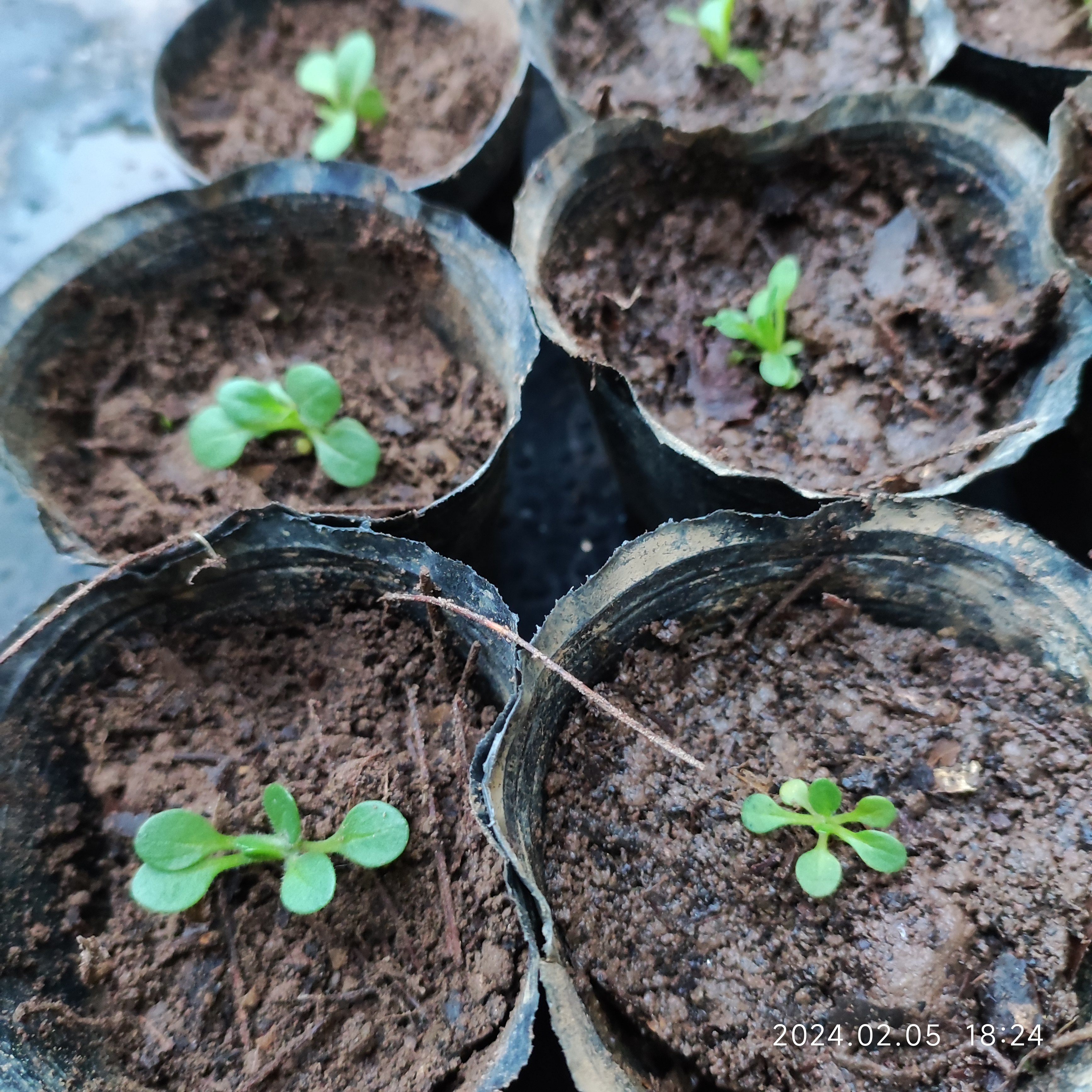 请教花友帮我看哈这是不是矮牵牛小苗,十月底播种的,现在还是很小的