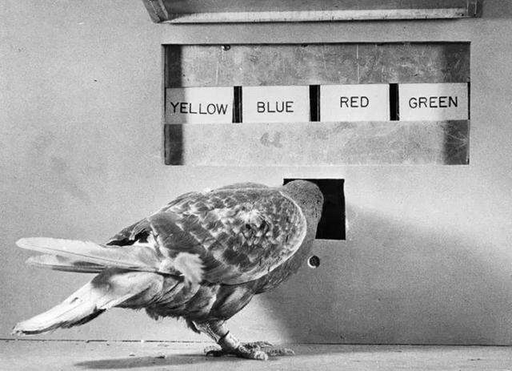 著名的心里学家斯金纳用鸽子做过一个实验,而实验结果告诉我们,想让