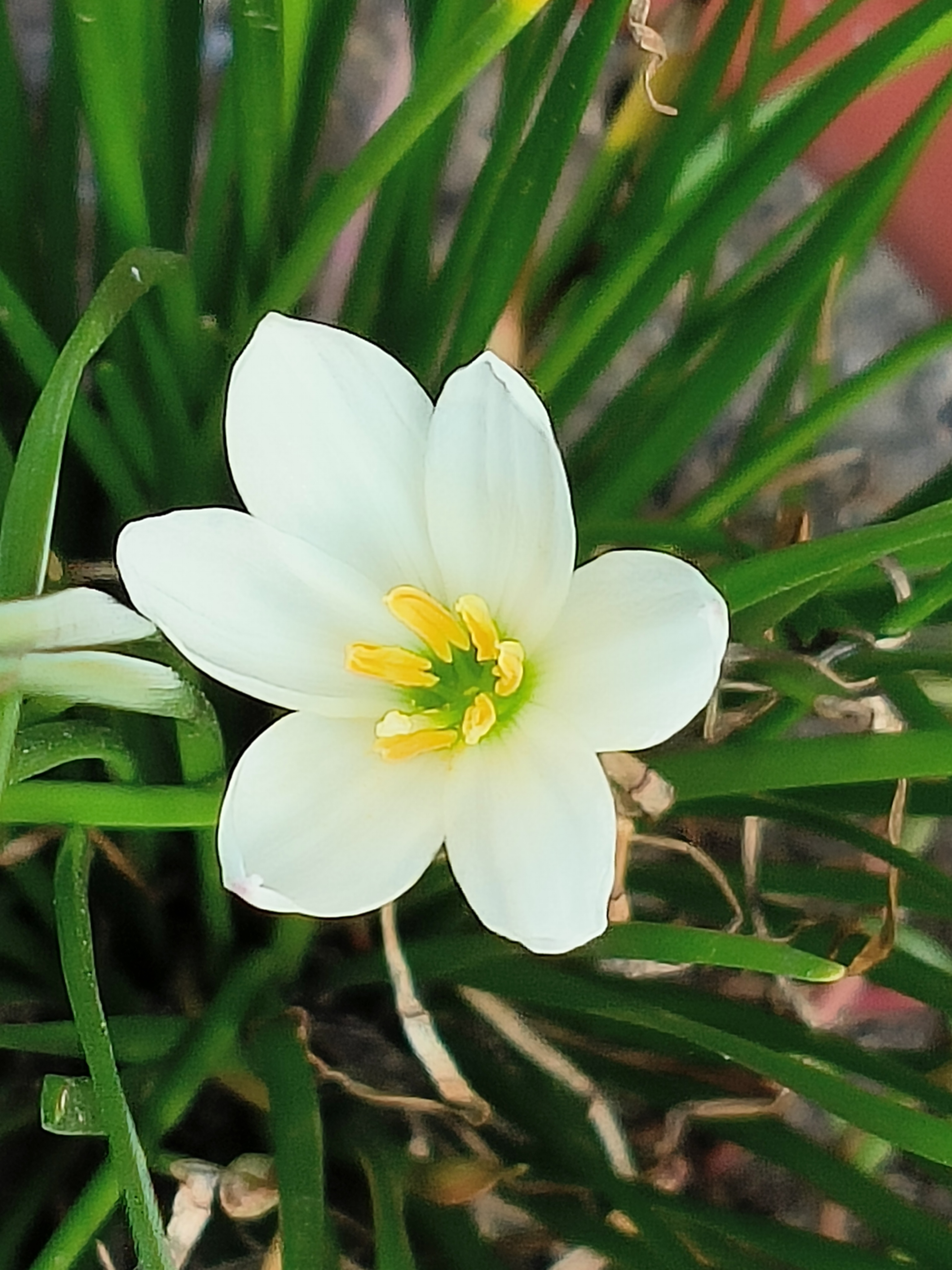 阳台上的葱兰花悄悄地开着,像玉石一样透亮,还带着点清香,白得跟初雪
