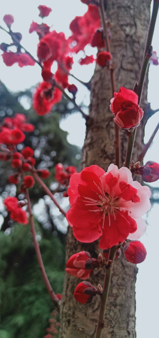 魚刺 在一個偏僻的小山村,住著母子二人,有一天兒子去上學聽同學說