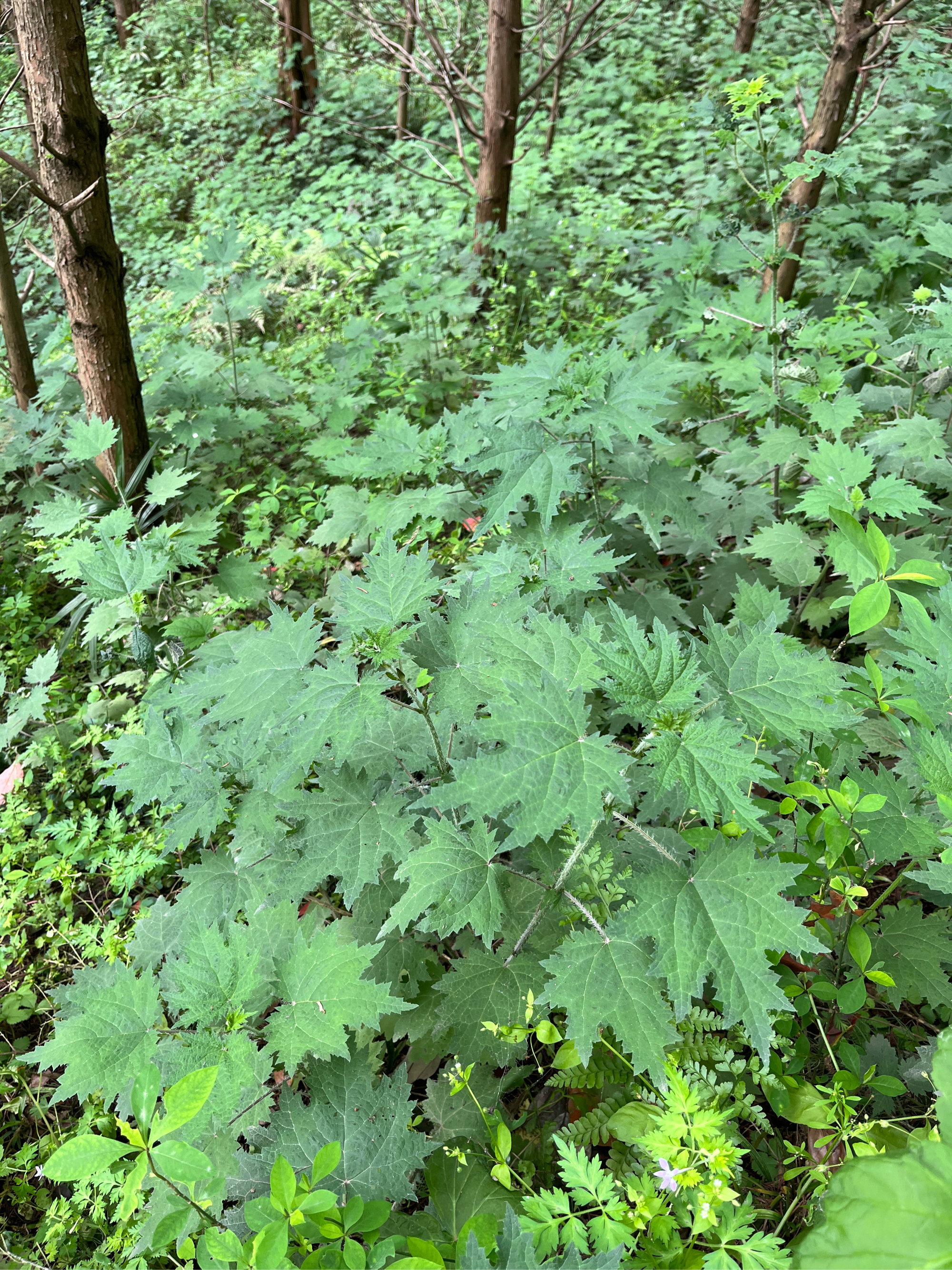 山糍粑植物图片