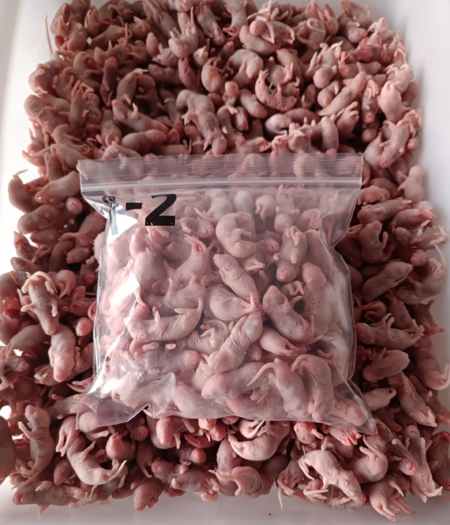 别担心,试试我们的小白鼠乳鼠吧!