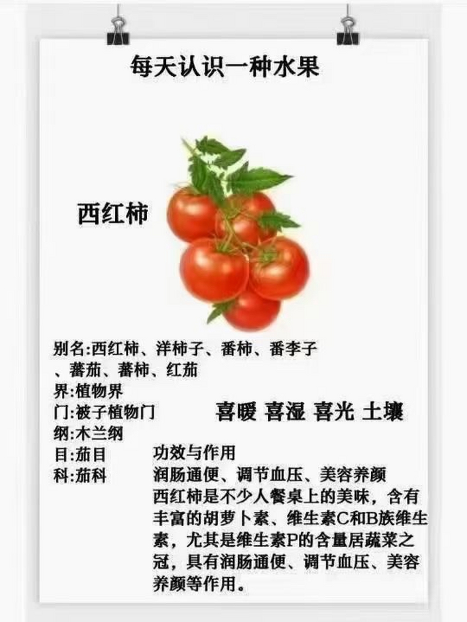 西红柿简介资料图片