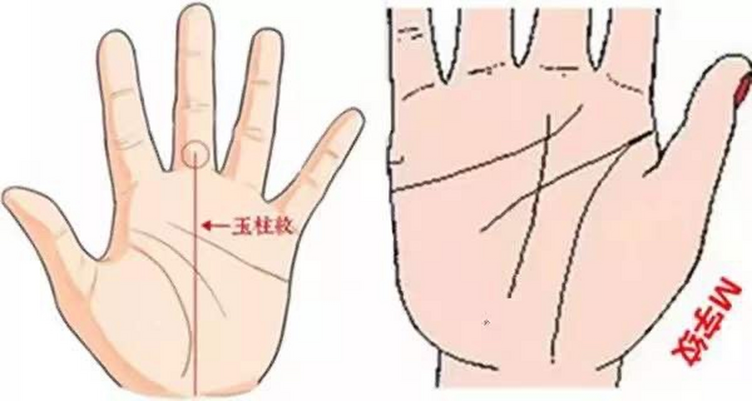 玉柱纹  《玉管照神局》:"玉柱纹从掌直去,为人胆智必聪明,更得学堂纹