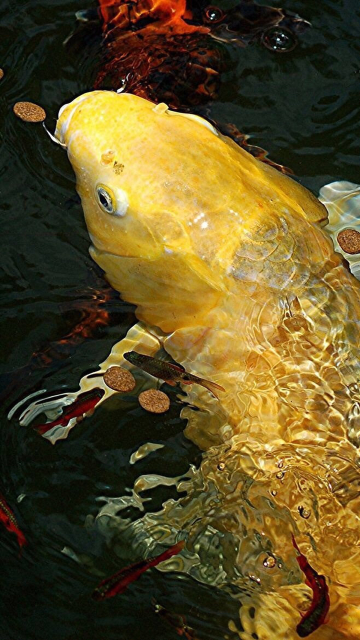 梦见3条金色鲤鱼,富贵与机遇的象征 梦见3条金色鲤鱼,富贵与机遇的象征