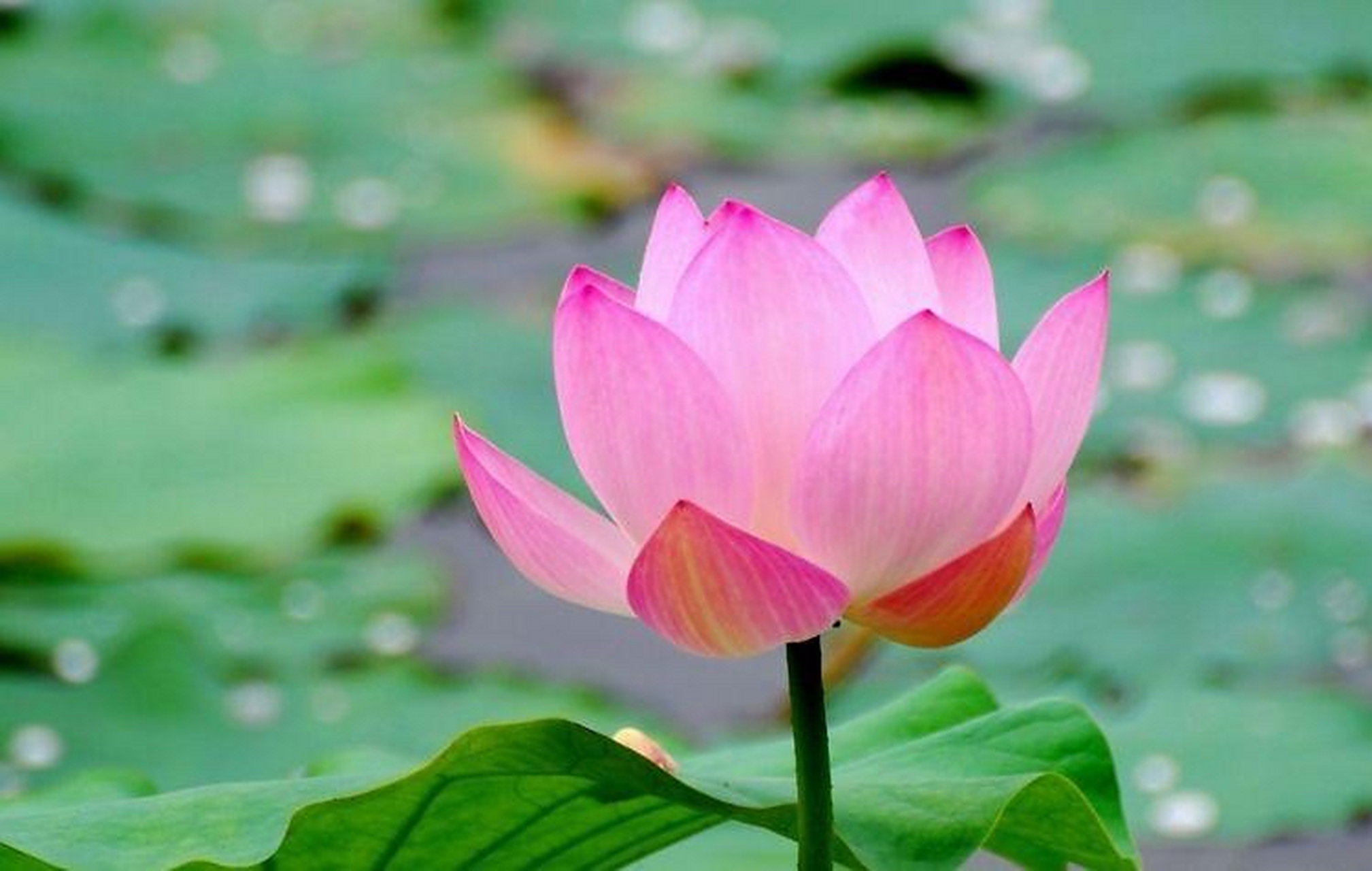 生肖鼠 生肖鼠之人在上个月奴仆宫有煞星"地空星"作犯,导致部分人运势