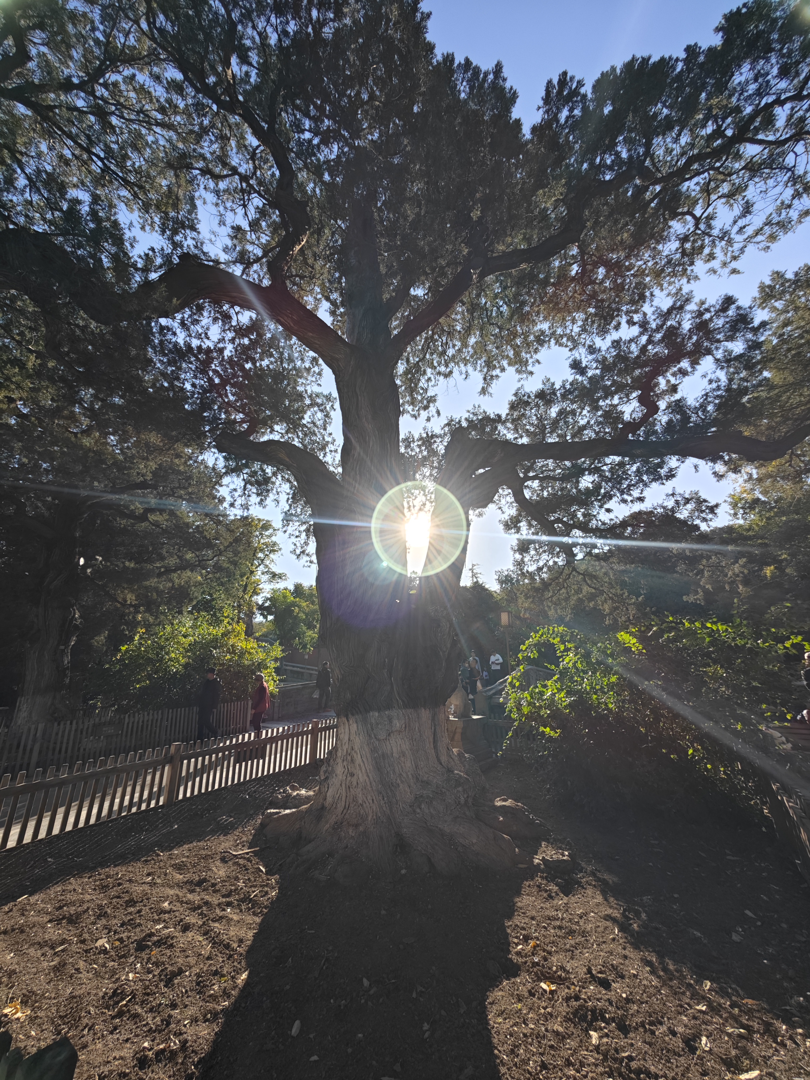 西山大觉寺,一个小众的寺庙,银杏树是一绝