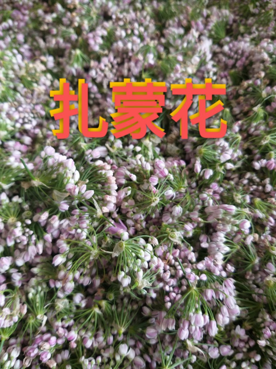 制作食用扎蒙花的过程,把扎蒙花精心选择干净,放到铁钵里放上食用盐