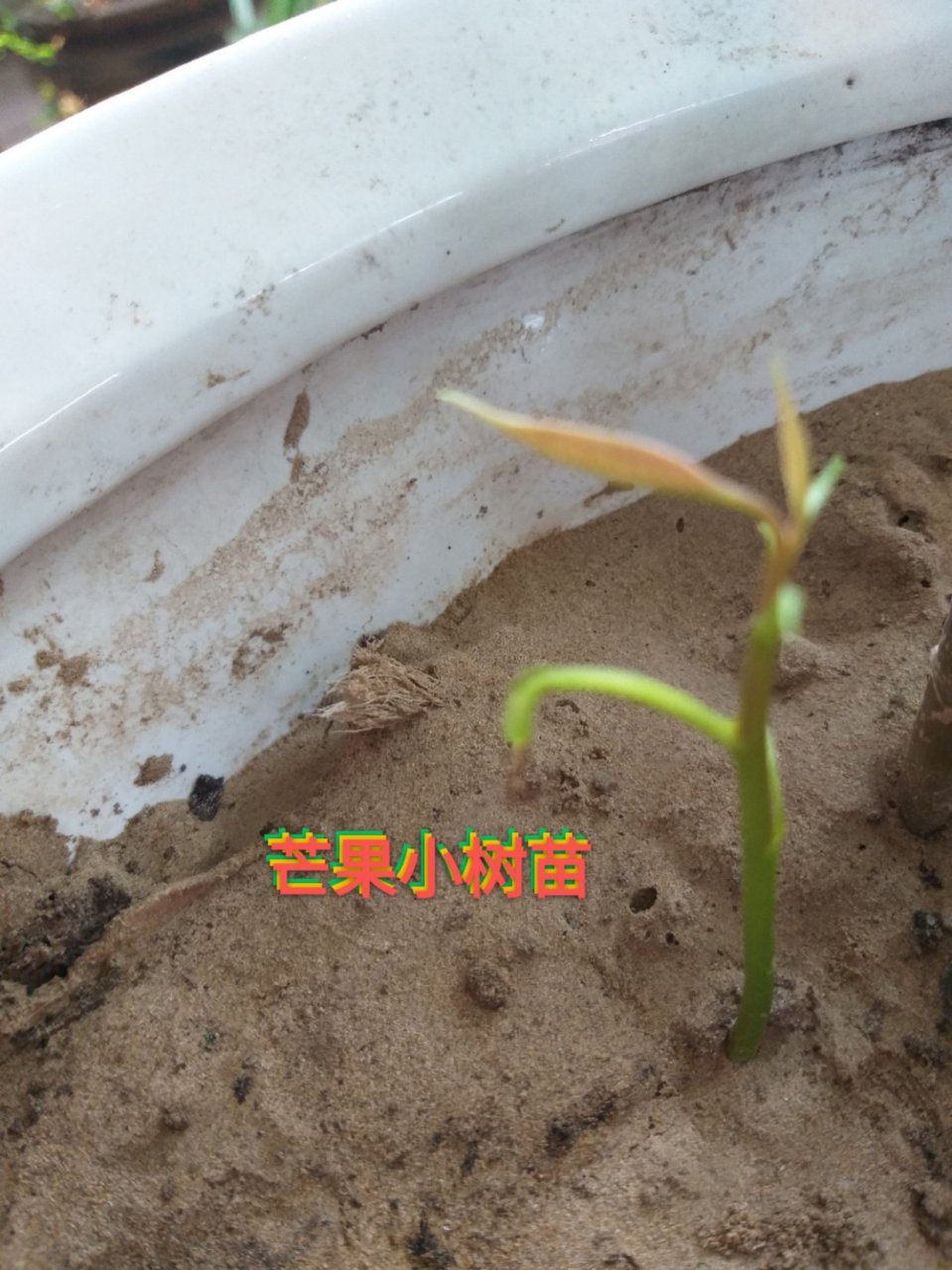 种植两颗芒果籽,一个棵出土,开始成长,就是不知道,是否可以长大?