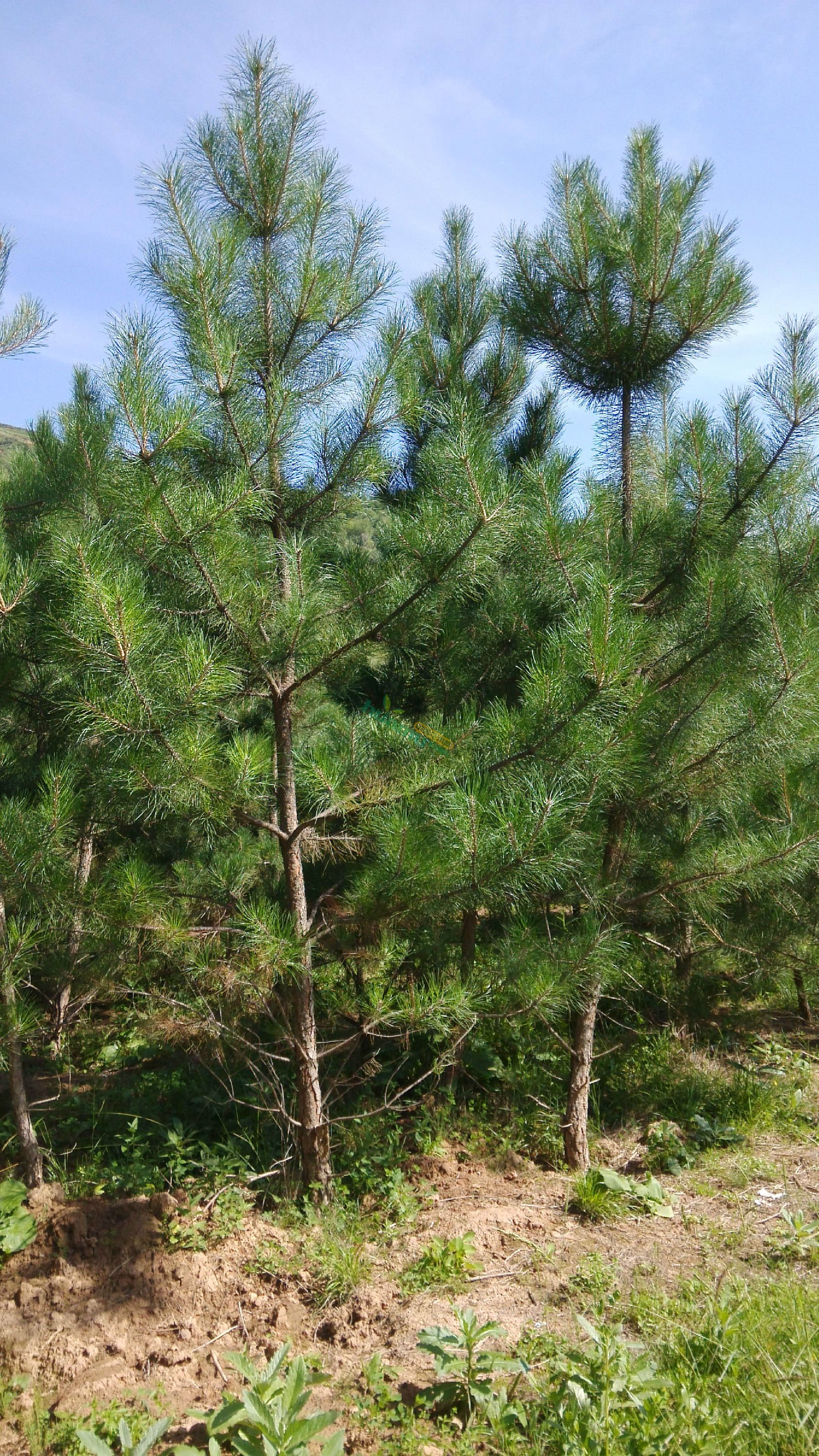 甘肃天水油松苗木基地图片