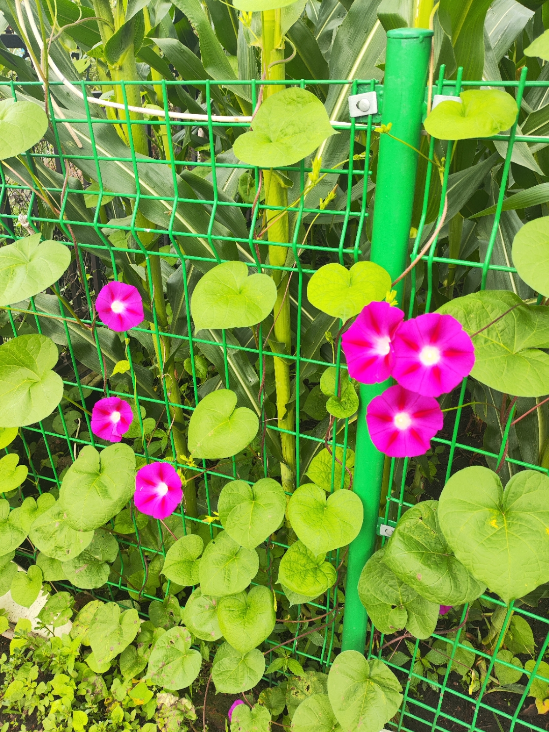 绿篱笆上的粉花,清新绽放,心情愉悦.