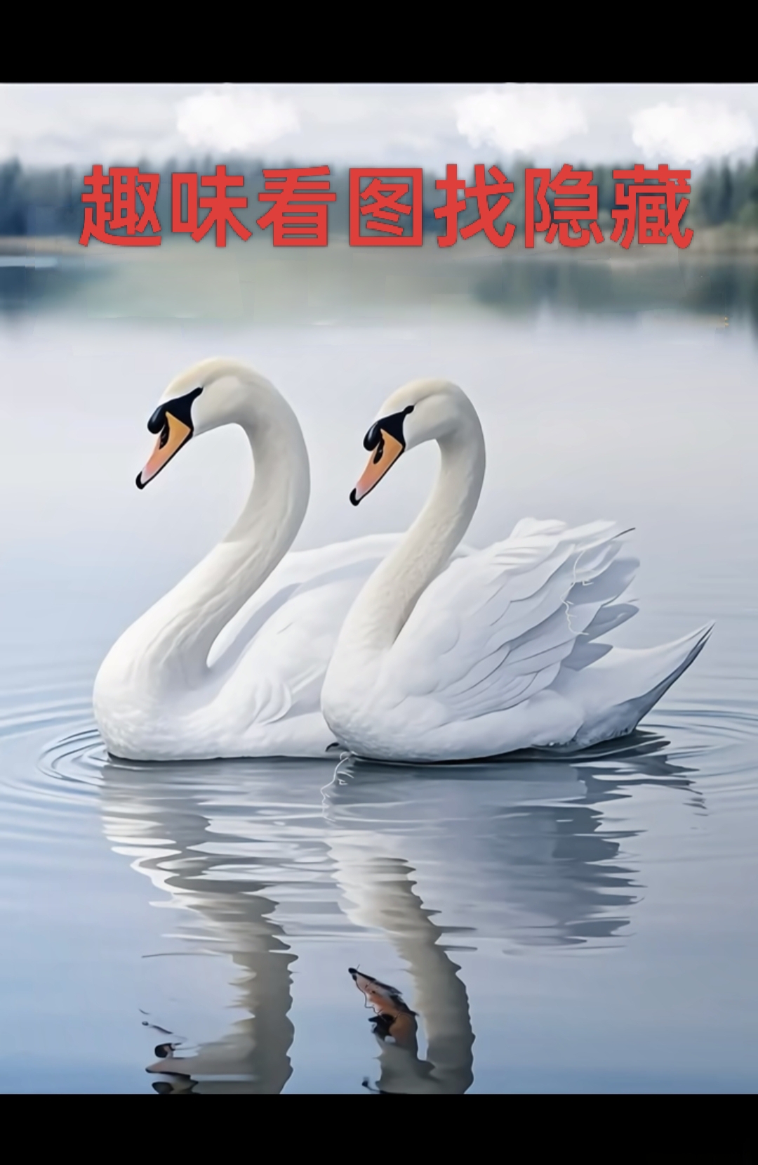这对甜蜜依偎的白天鹅竟是"伪装者"!