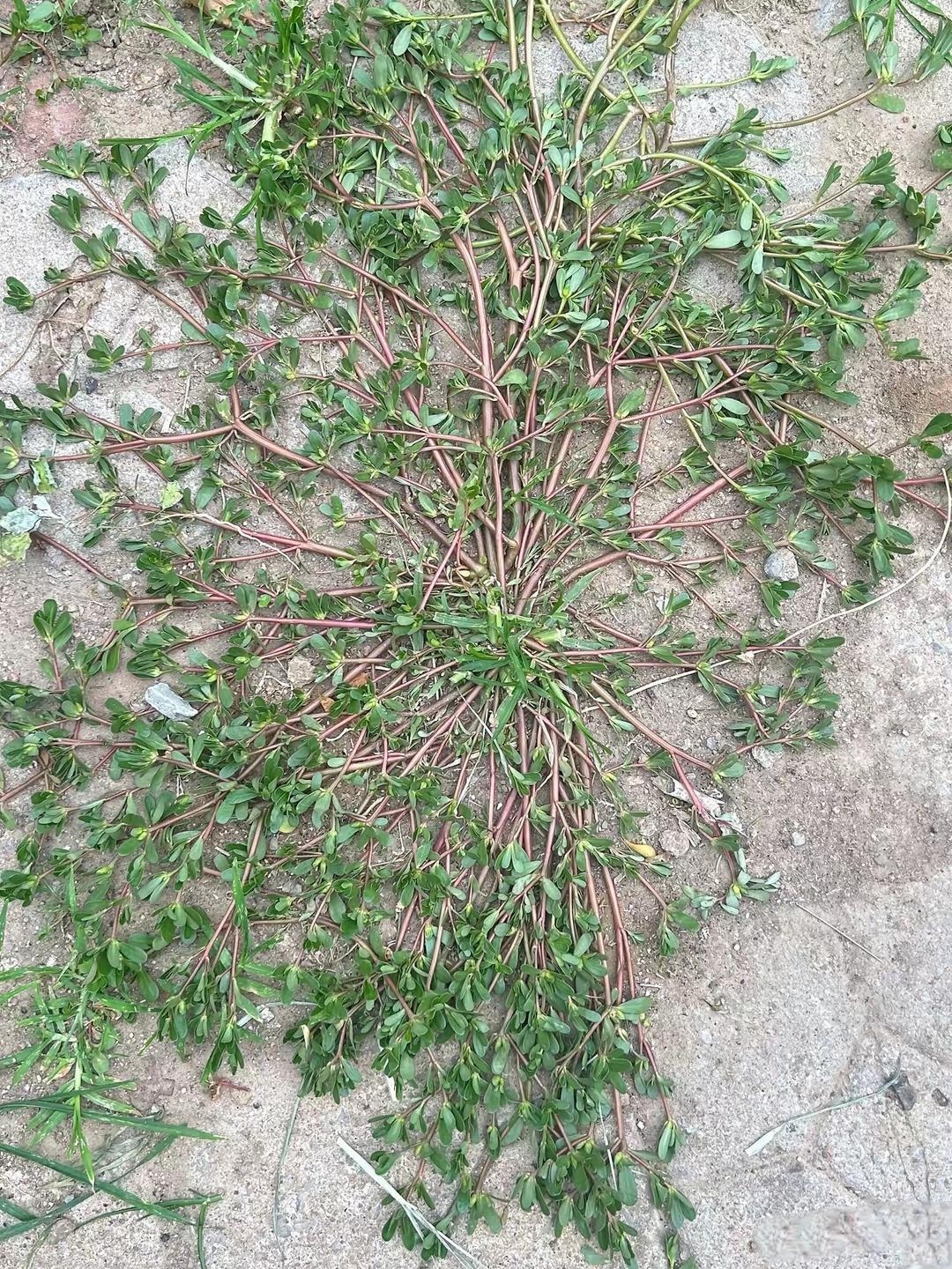 这到底是什么草啊?竟趴在地上肆意生长!