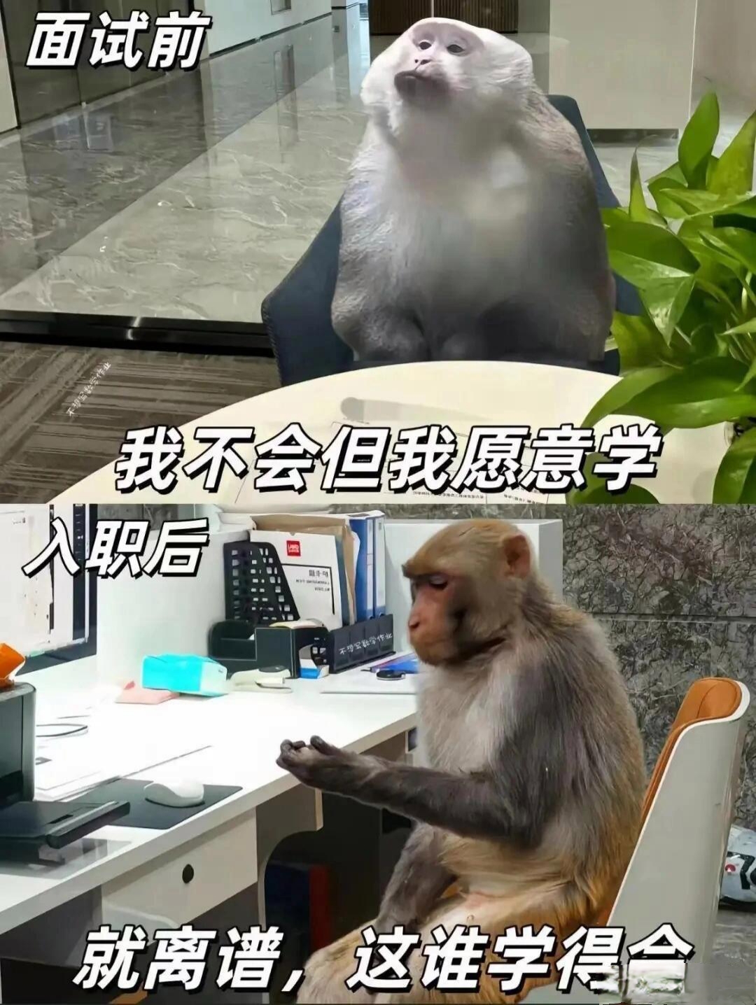 工作前后对比搞笑图片院士以后肯定是院士表情包信心满满猴子表情包