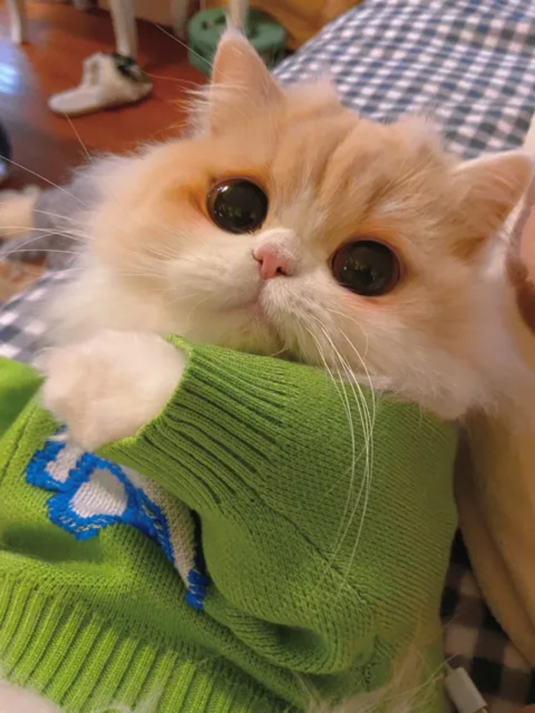 穿衣服的小猫咪