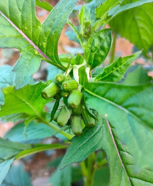 这种植物的俗名有很多,比如革命菜,将军菜,红军菜,山菊等,这些名字都
