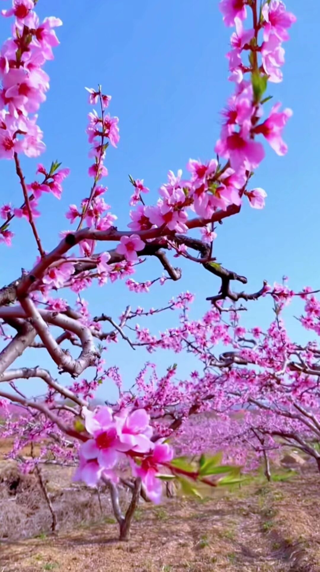 桃花开好运来图片图片