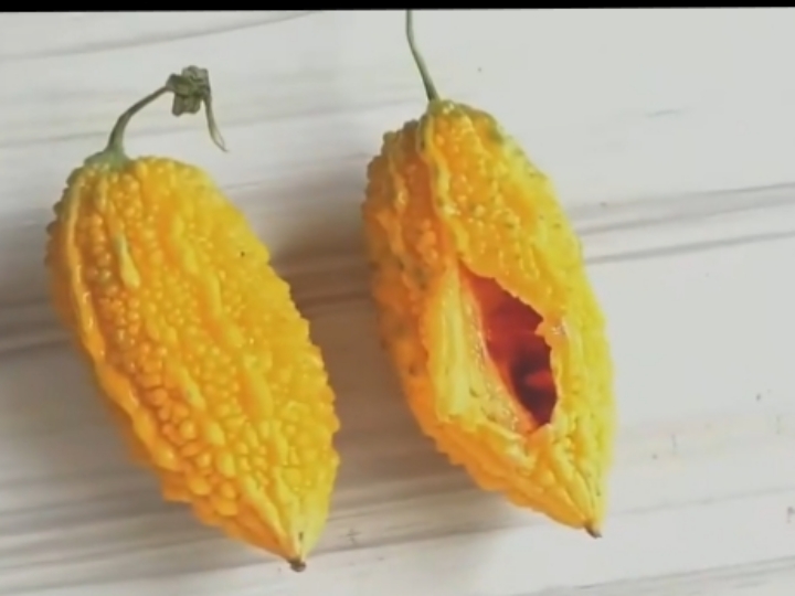 小苦瓜,又叫金铃子,癞葡萄,小时候家里穷,爸爸会种小苦瓜让我们当零食