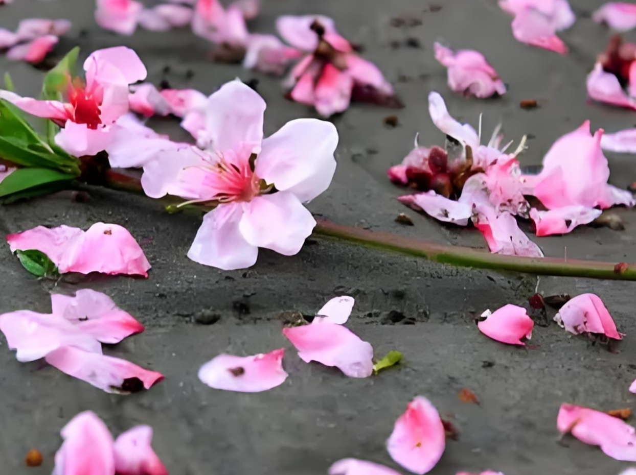 红图片背景无可奈何花落去廊桥落花图片与花落成殇匹配的图片大全花又