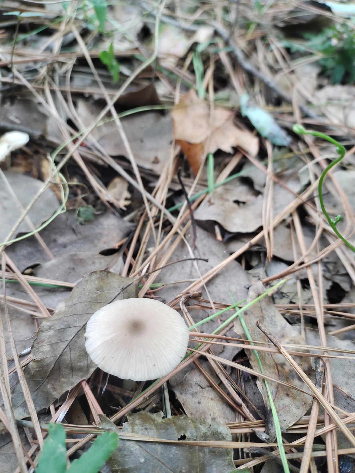 在落叶和松针铺成的地毯上,一个小小的白色蘑菇探出头来,好像在跟我玩